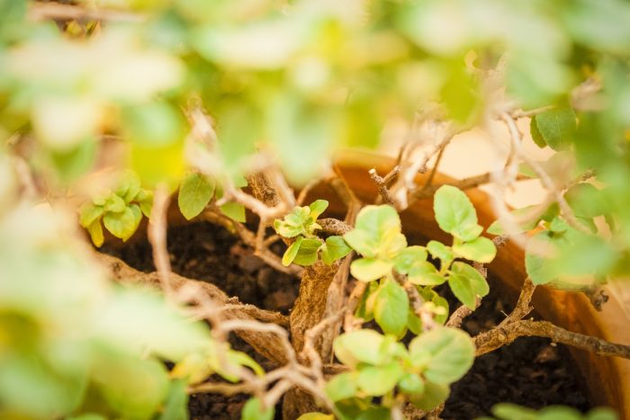 Sri Sri Gaura Nitai Brahmotsavam, 1 may 2020